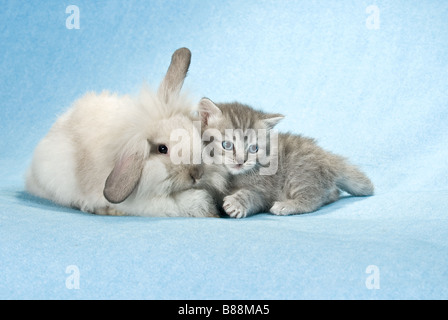 tierische Freundschaft: Zwerg Kaninchen und Kätzchen Stockfoto