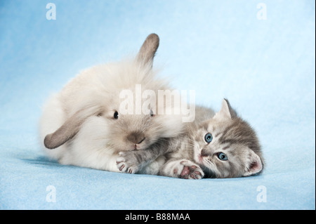 tierische Freundschaft: Zwerg Kaninchen und Kätzchen Stockfoto