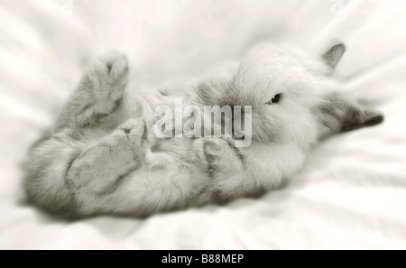 Junge Zwerg Kaninchen auf Decke Stockfoto