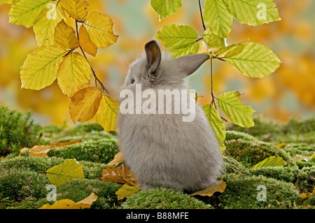 Junge Zwerg Kaninchen auf Moos Stockfoto