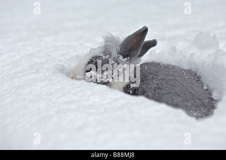 löwenköpfige Zwerg Kaninchen im Schnee Stockfoto