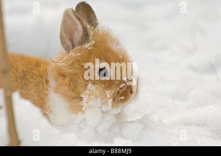 löwenköpfige Zwerg Kaninchen im Schnee Stockfoto