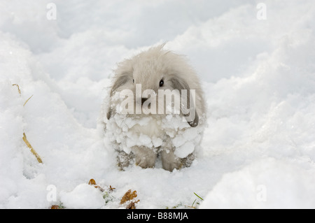 Junge Zwerg Kaninchen im Schnee Stockfoto