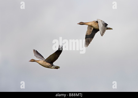 PINK-FOOTED Gänse Anser Brachyrhynchus paar im Flug Lancashire UK Oktober Stockfoto