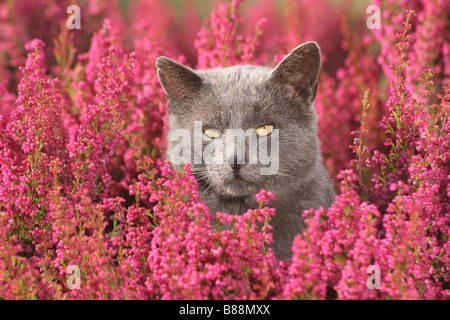 graue Katze zwischen Erica - Porträt Stockfoto