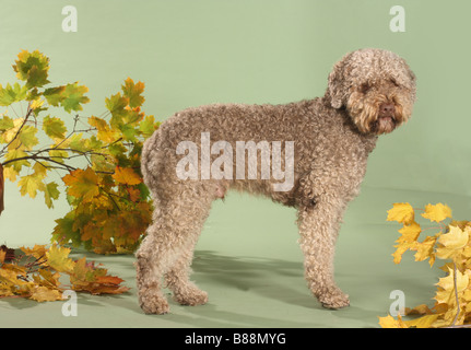 Lagotto Romagnolo Hunde - stehend zwischen Herbstlaub Stockfoto