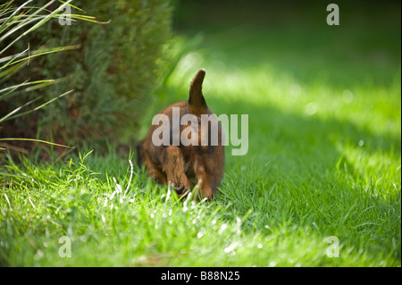 langhaarige Miniatur Dackel Hund - Welpe auf Wiese Stockfoto