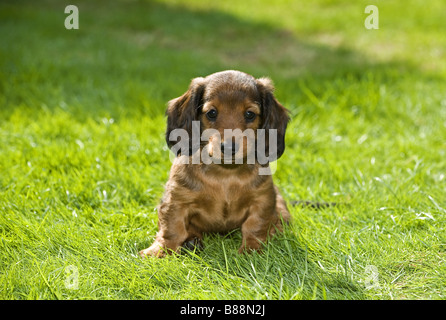 langhaarige Miniatur Dackel Hund - Welpe auf Wiese Stockfoto