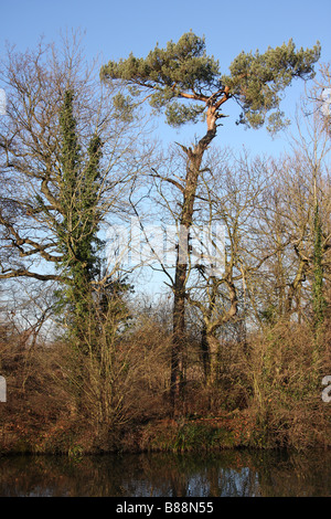 am Fluss Bäume Wald Medway Flusstal Wandern Fluss Medway Yalding Kent uk Stockfoto