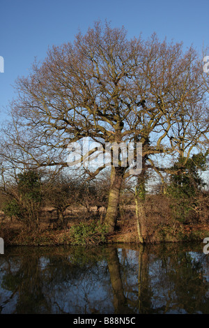 Wasser Reflexion Flusstal am Fluss Bäume Wald Medway gehen Fluss Medway Yalding Kent uk Stockfoto