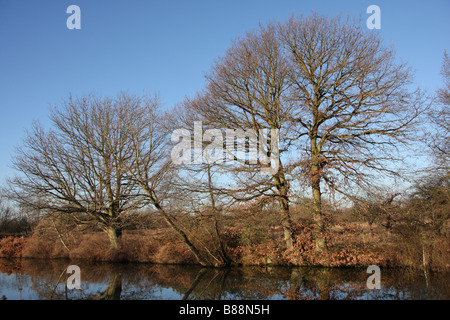 am Fluss Bäume Wald Medway Flusstal Wandern Fluss Medway Yalding Kent uk Stockfoto