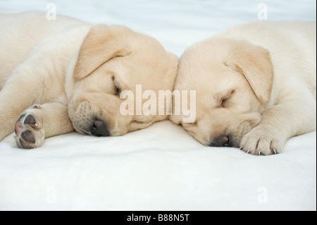 Labrador Retriever Hund - zwei Welpen - schlafen Stockfoto