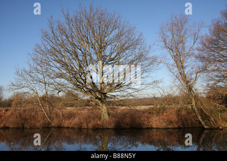 am Fluss Bäume Wald Medway Flusstal Wandern Fluss Medway Yalding Kent uk Stockfoto