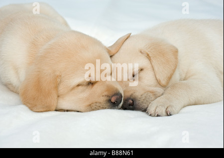 Labrador Retriever Hund - zwei Welpen - schlafen Stockfoto