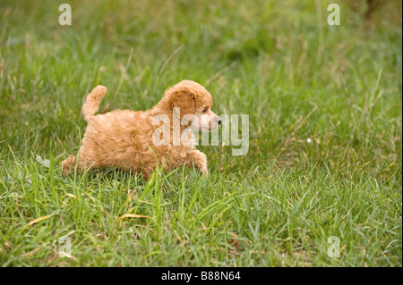 Miniatur Pudelhund - Welpe auf Wiese Stockfoto