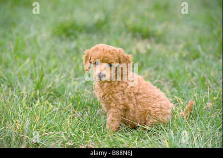 Miniatur Pudelhund - Welpe auf Wiese Stockfoto