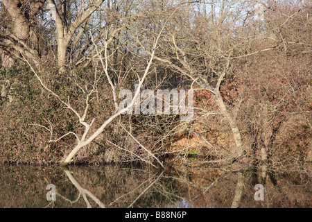 am Fluss Bäume Wald Medway Flusstal Wandern Fluss Medway Yalding Kent uk Stockfoto