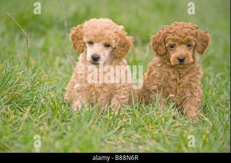 Miniatur Pudelhund - zwei Welpen auf Wiese Stockfoto