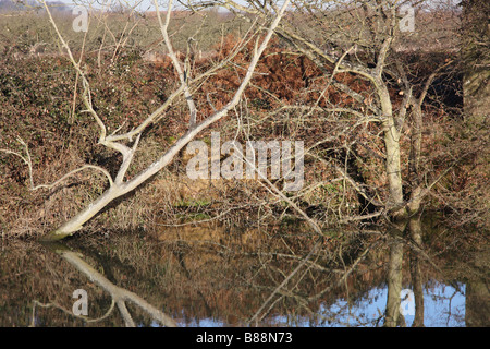 am Fluss Bäume Wald Medway Flusstal Wandern Fluss Medway Yalding Kent uk Stockfoto