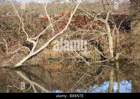 am Fluss Bäume Wald Medway Flusstal Wandern Fluss Medway Yalding Kent uk Stockfoto