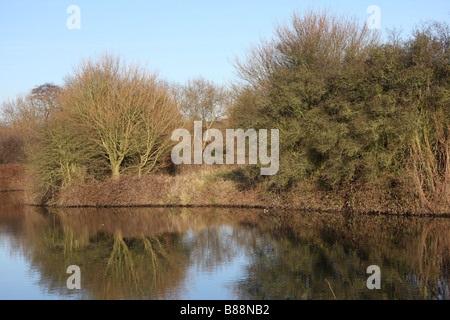 am Fluss Bäume Wald Medway Flusstal Wandern Fluss Medway Yalding Kent uk Stockfoto