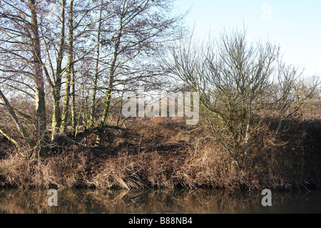 am Fluss Bäume Wald Medway Flusstal Wandern Fluss Medway Yalding Kent uk Stockfoto