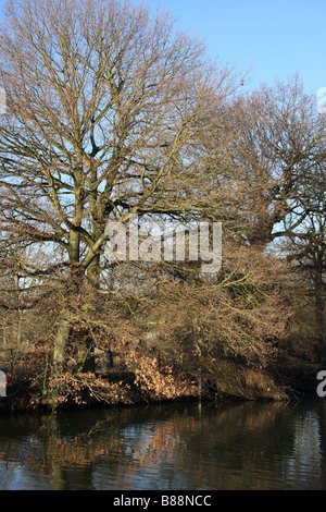 am Fluss Bäume Wald Medway Flusstal Wandern Fluss Medway Yalding Kent uk Stockfoto