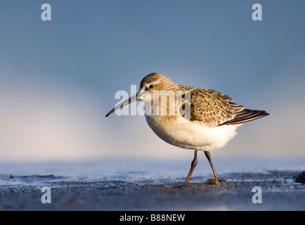 Sichelstrandläufer - zu Fuß / Calidris Ferruginea Stockfoto