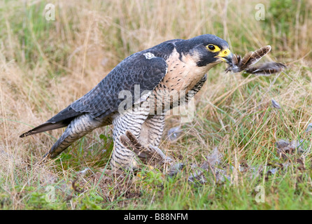 Wanderfalke mit Beute / Falco Peregrinus Stockfoto