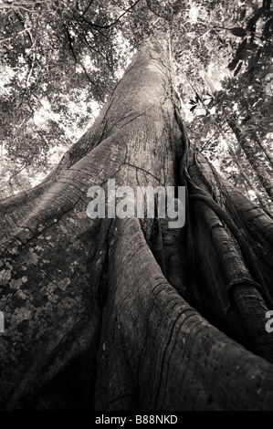 Großen Kapok-Baum Stockfoto