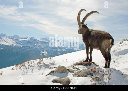 Steinbock - stehend / Capra Ibex Stockfoto