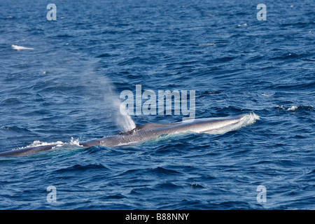 Finnwal, Finnwale Wal, gemeinsame Rorqual (Balaenoptera Physalus), Erwachsene an Oberfläche, weht Stockfoto