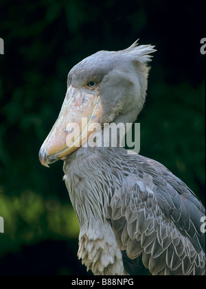 Schuhschnabel (Balaeniceps Rex), Portraet eines erwachsenen Vogels | Schuhschnabel (Balaeniceps Rex), Portrait von Erwachsenen Stockfoto