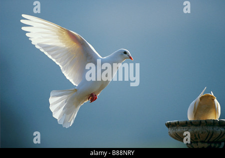 Häusliche Taube (Columba Livia Domestica). Weiße Taube im Flug. Stockfoto