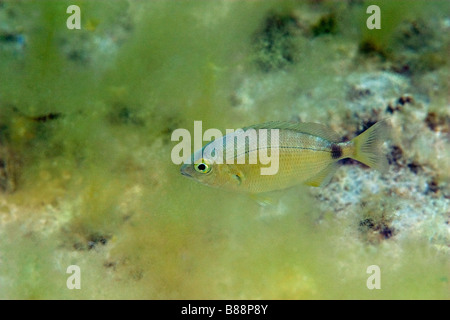 ringförmige Dorade am felsigen Strand Stockfoto