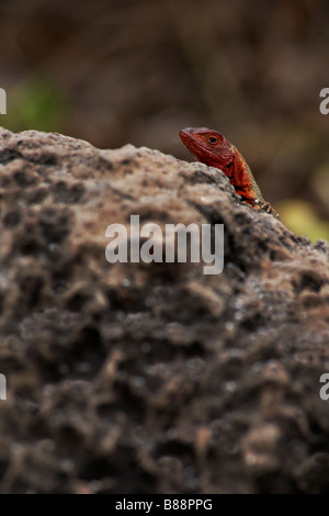 Lava Eidechse, Microlophus spp delanonis, lugen hinter einem Felsen an Gardner Bay, Espanola Island, Galapagos, Ecuador im September Stockfoto