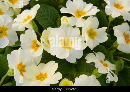 Primel Gemini White Cream lateinischer Name 'Primula Acaulis' Primeln Stockfoto