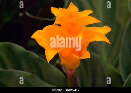 (Calathea Calathea crocata), zimmerpflanze mit orangen Blüten und rote