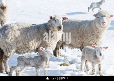 Zwei Lämmer mit ihrer Mutter, ein Drittel Lamm im Hintergrund auf der Suche nach Mama, auf einer schneebedeckten Wiese Stockfoto