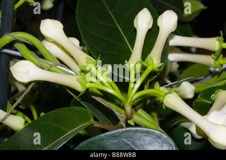 Lateinischer Name "Stephanotis Floribunda" Madagaskar Jasmin Stockfoto