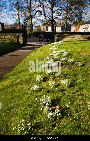 Schneeglöckchen im Kirchhof Gargrave North Yorkshire England Stockfoto