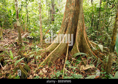 Festungsstadt Baum im peruanischen Amazonasgebiet Stockfoto