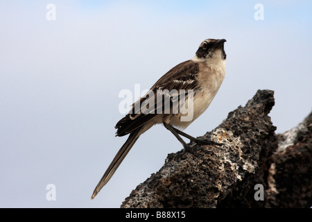 Mockingbird, Nesomimus parvulus, auf Felsen an Darwin Bay Beach, Genovesa Island, Galapagos, Ecuador im September stand Stockfoto