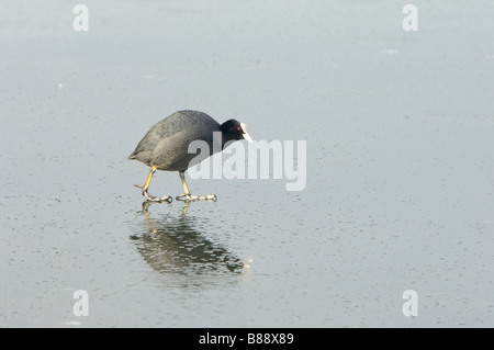 Blässhühner auf zugefrorenen Teich wandern Stockfoto