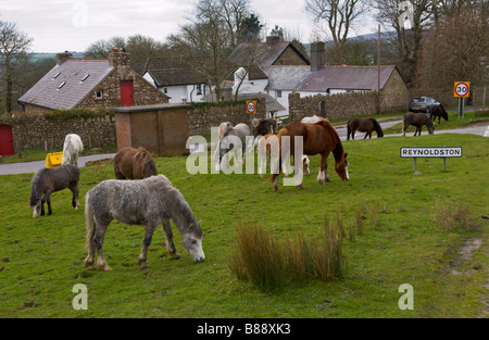 Wilde Pferde grasen frei am Rande am Straßenrand auf Reynoldston Gower in der Nähe von Swansea South Wales UK Stockfoto