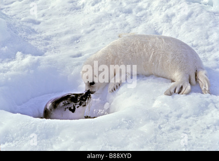 Harp Seal Mutter ergibt sich aus Eisloch im Packeis begruesse ihr Welpe St.-Lorenz-Golf Stockfoto