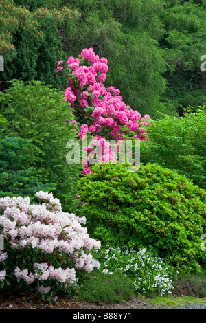 Seattle WA Kubota Garten Stadt Park blühenden Rhododendren inmitten einer Wald-Wand von Bäumen und Sträuchern Stockfoto