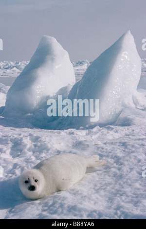 Harp Seal pup Phoca Groenlandica oder Phagophilus Groenlandica auf Eis und Schnee St.-Lorenz-Golf Stockfoto