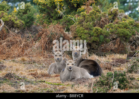 Sika Hirsch Cervus Nippon Familiengruppe Stockfoto