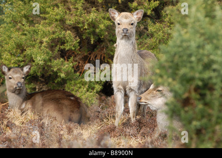 Sika Hirsch Cervus Nippon jungen Rehkitz Stockfoto